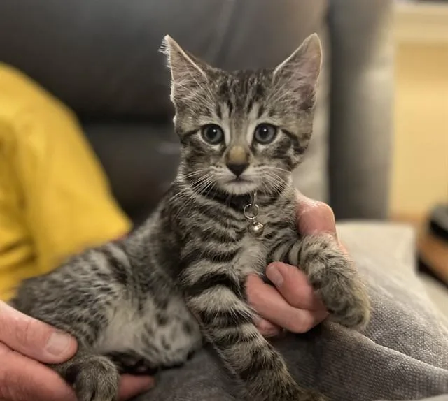 A baby small-sized male Domestic Short Hair cat named Chonk for adoption in Colorado Springs, CO