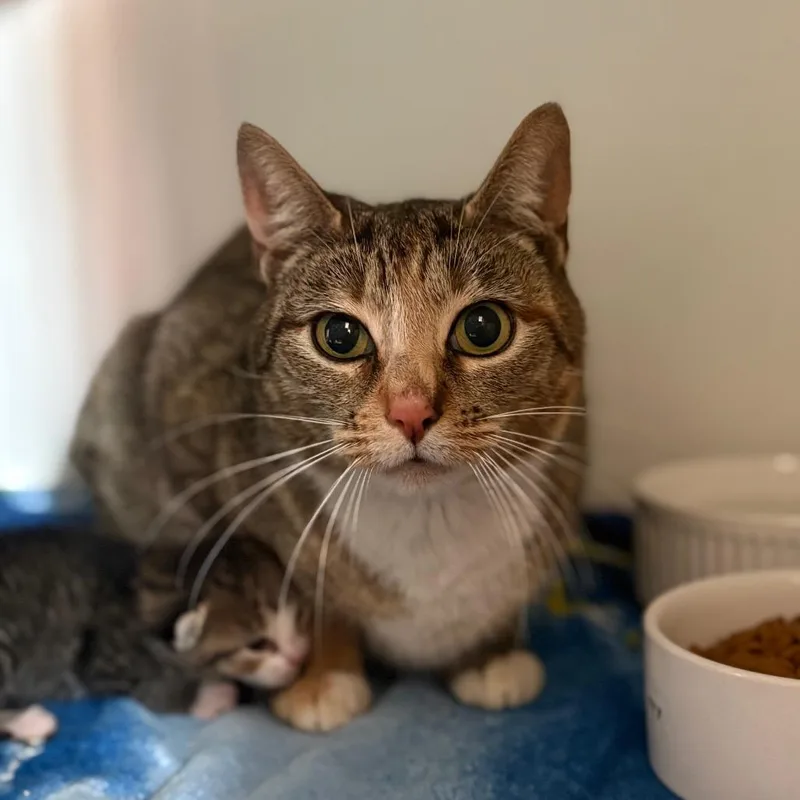 A young small-sized female Brown / Chocolate Domestic Medium Hair cat named Spring for adoption in San Pablo, CA