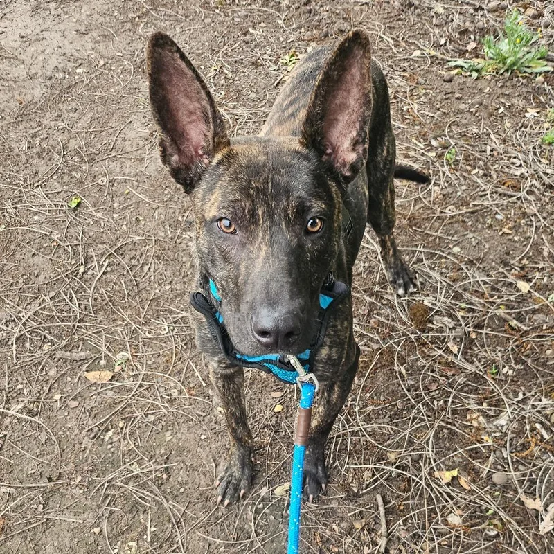 A young medium-sized male Brindle Mixed Breed dog named Mouse for adoption in Sonoma, CA