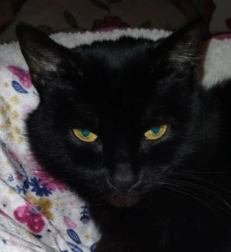 An adult medium-sized female Black Domestic Short Hair cat named Princess for adoption in San Jose, CA