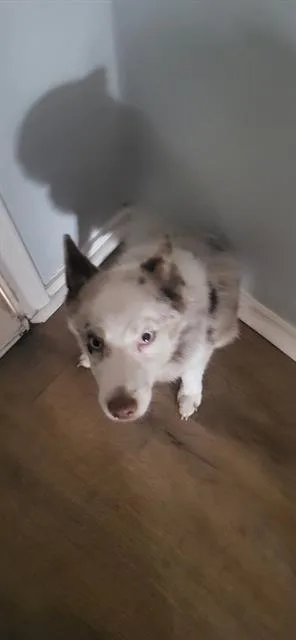 A young small-sized male Pomeranian dog named Pommy for adoption in San Antonio, TX