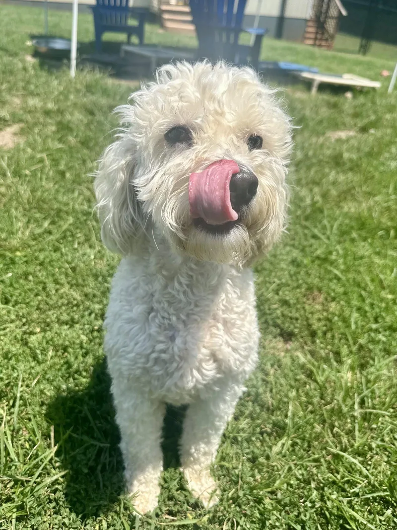 An adult medium-sized male Cockapoo dog named BucceAug for adoption in Pacolet, SC