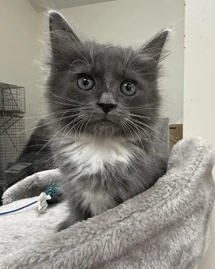 A baby small-sized male Domestic Short Hair cat named Calzone for adoption in Wilkesboro, NC