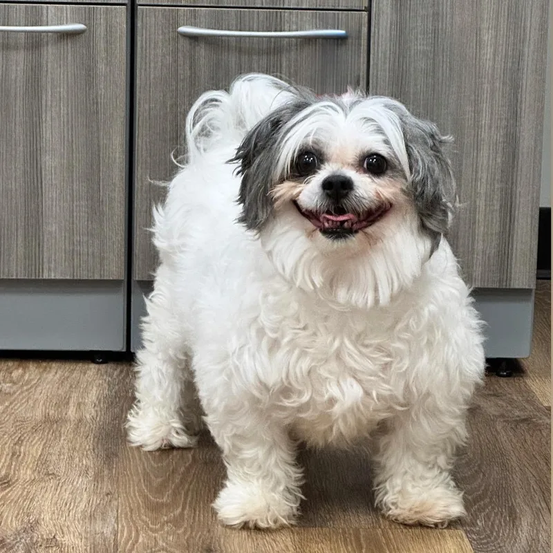 An adult small-sized female Gray / Blue / Silver Shih Tzu dog named Mallomar for adoption in Syosset, NY