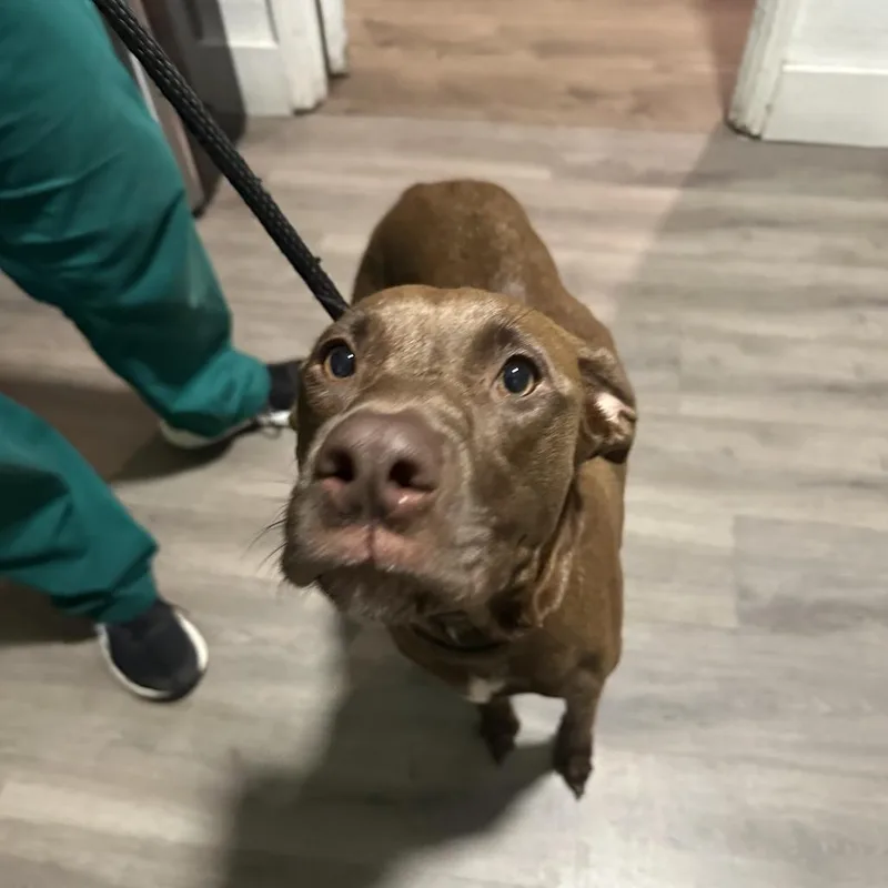 An adult small-sized female Brown / Chocolate Labrador Retriever dog named Momma Melody for adoption in Tampa, FL