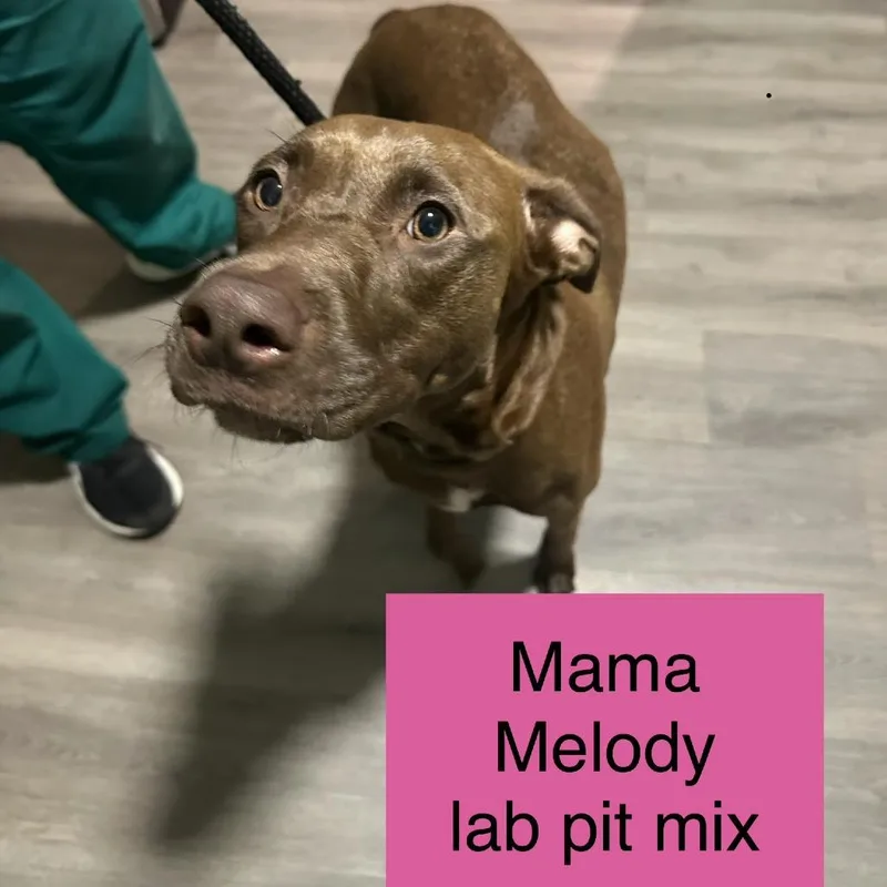 Momma Melody thumbnail 6