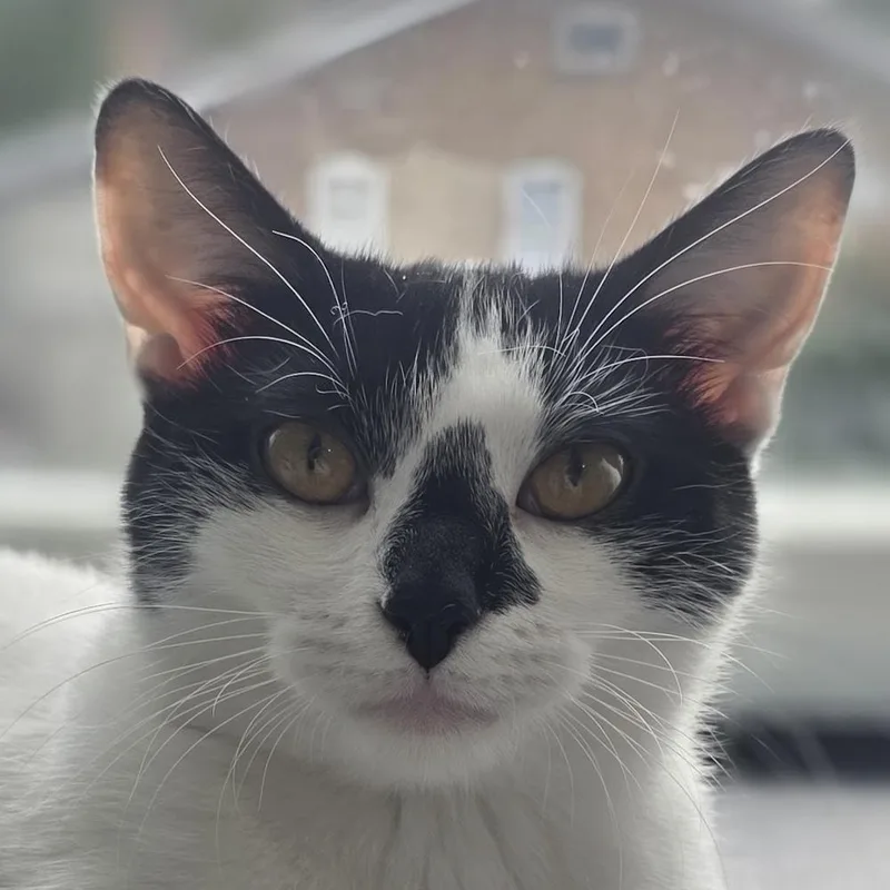 A baby small-sized female Black & White / Tuxedo Domestic Short Hair cat named Windy for adoption in Chicago, IL
