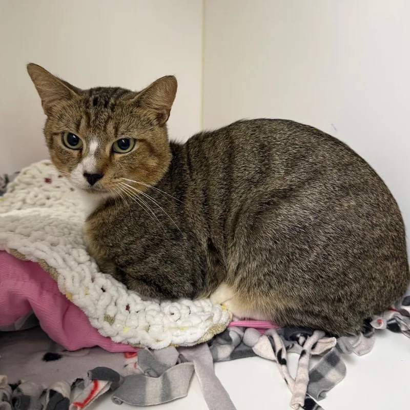 A young medium-sized male Brown / Chocolate Domestic Short Hair cat named Greg for adoption in West Palm Beach, FL