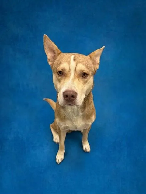 A young large-sized male Siberian Husky dog named Steven Toast for adoption in Peoria, IL