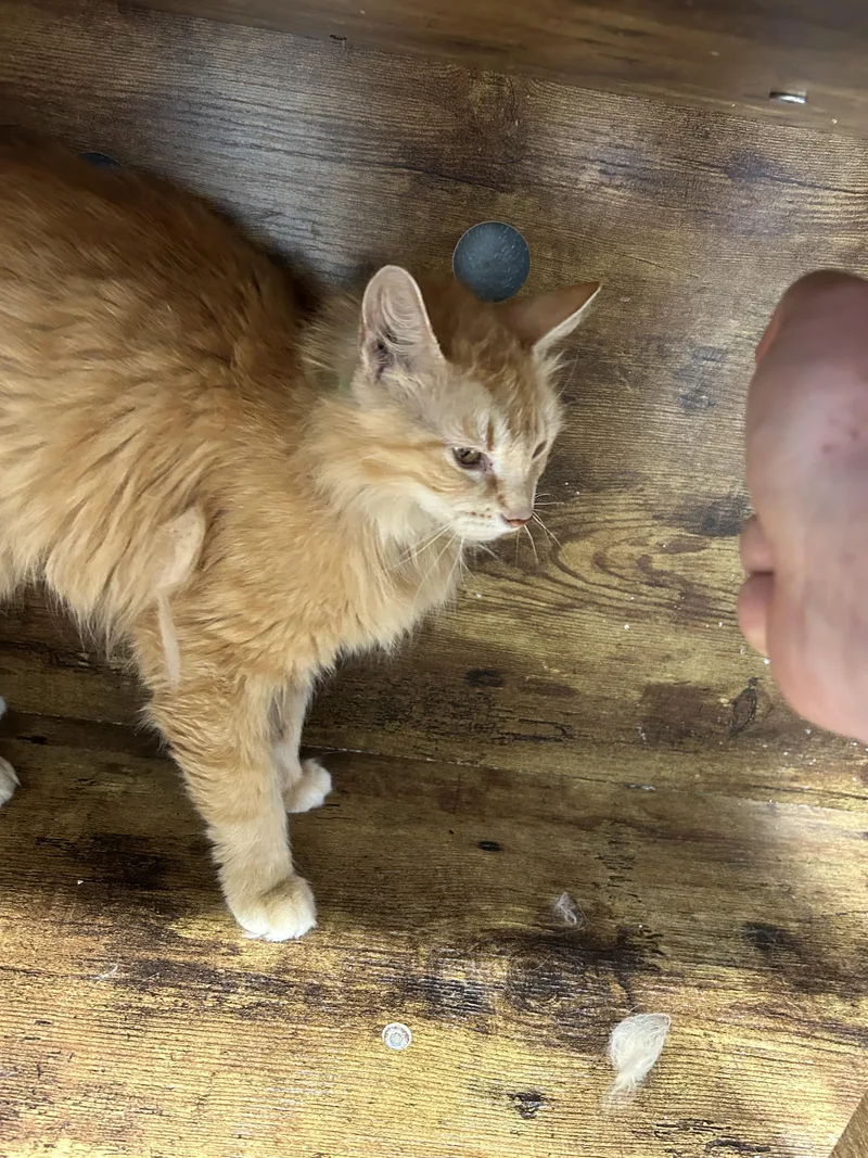 An adult large-sized female Tabby (Orange / Red) Domestic Long Hair cat named Sarabi for adoption in Bryan, OH