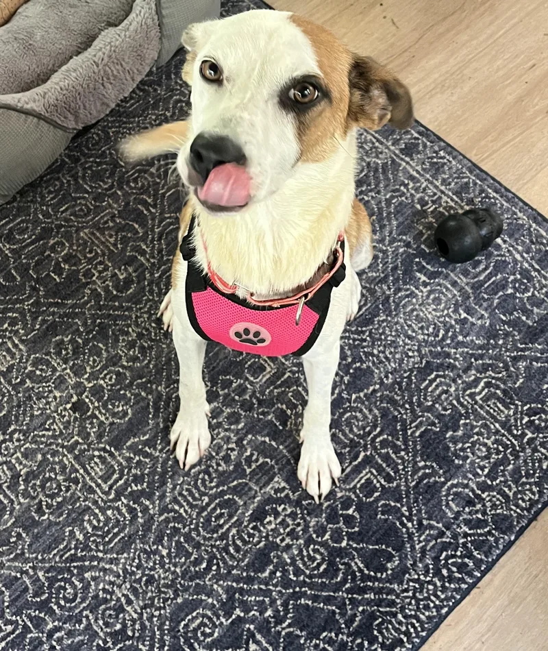 A young medium-sized female Apricot / Beige Australian Cattle Dog / Blue Heeler dog named Sadie for adoption in Marietta, GA