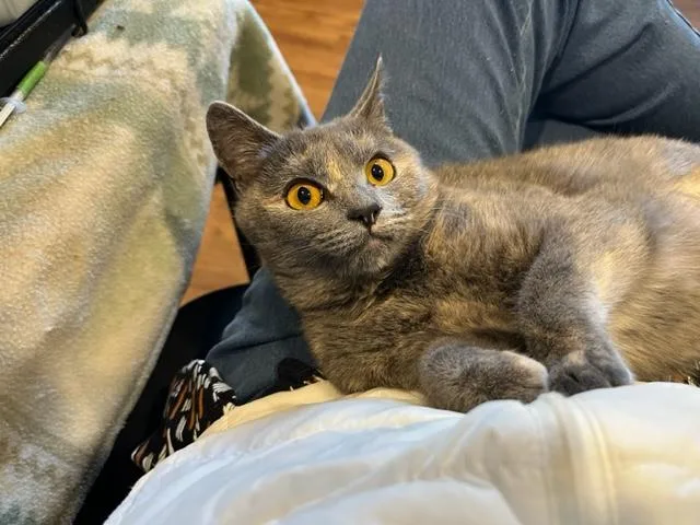 Cricket Is So Amazing thumbnail 2