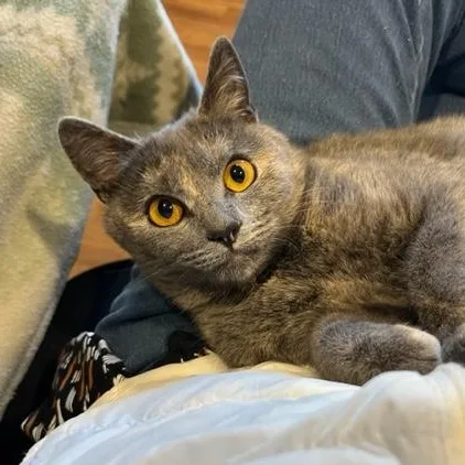 A baby small-sized female Gray / Blue / Silver Dilute Tortoiseshell cat named Cricket Is So Amazing for adoption in Eagle Point, OR