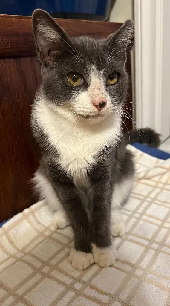 A baby medium-sized male Domestic Short Hair cat named Sasha for adoption in Augusta, GA