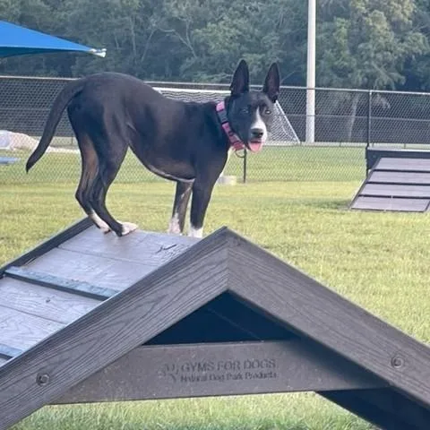 A young medium-sized female Black Boston Terrier dog named Coco for adoption in Unionville, CT