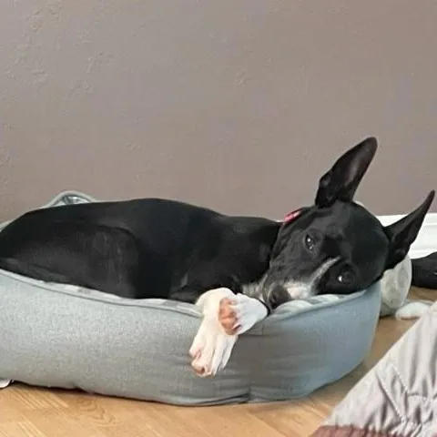 Coco thumbnail 2