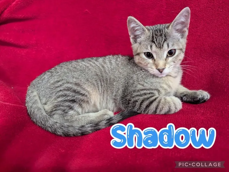 Shadow