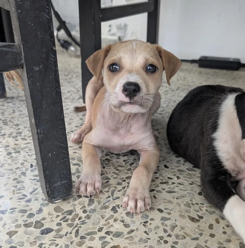 A baby medium-sized female Golden Yellow Labrador Retriever dog named Jelly Belly for adoption in New York, NY