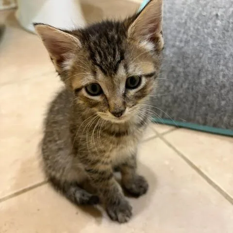 A baby small-sized male Brown / Chocolate Domestic Short Hair cat named Conan for adoption in Franklin, TN