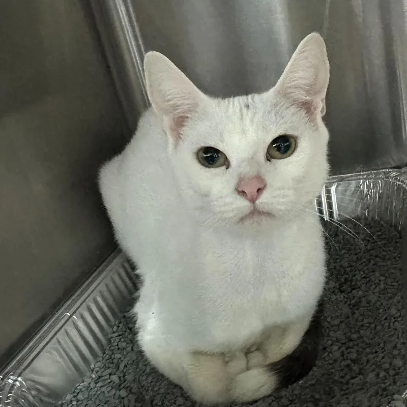 An adult medium-sized female White Domestic Short Hair cat named Celtic for adoption in Matteson, IL
