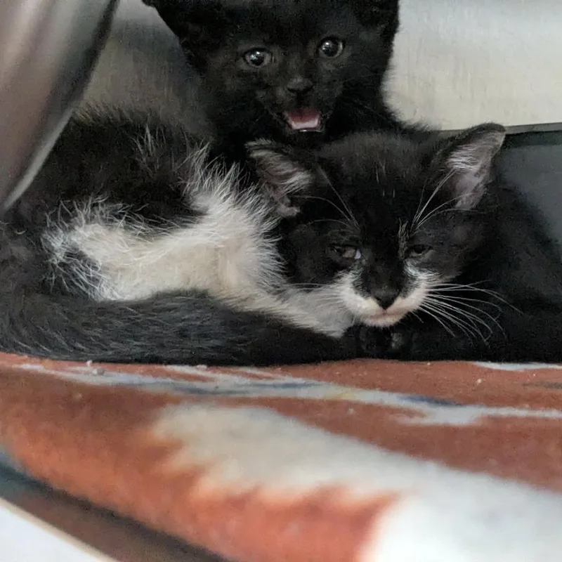 A baby small-sized female Black Domestic Short Hair cat named Padme for adoption in Shinnston, WV