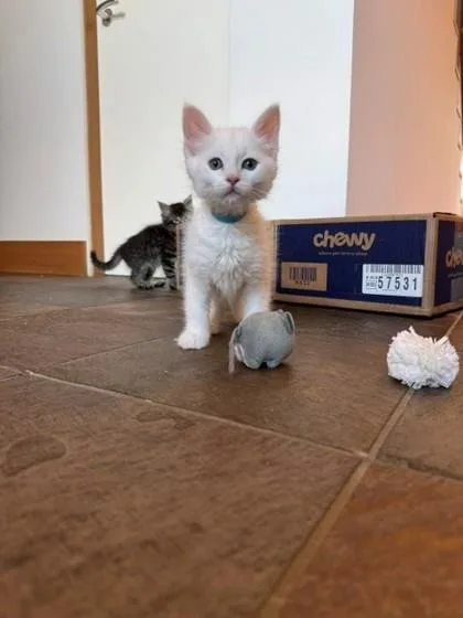A baby small-sized male Domestic Short Hair cat named Tallinn for adoption in Bellevue, WA