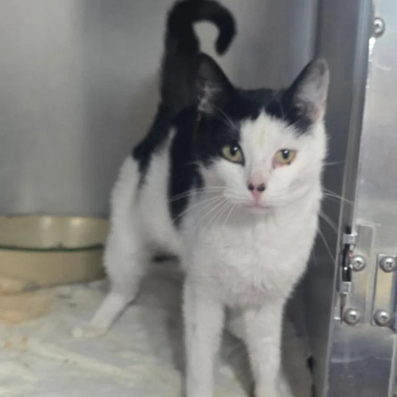 A young medium-sized female White Domestic Short Hair cat named Norway for adoption in Edwardsville, IL