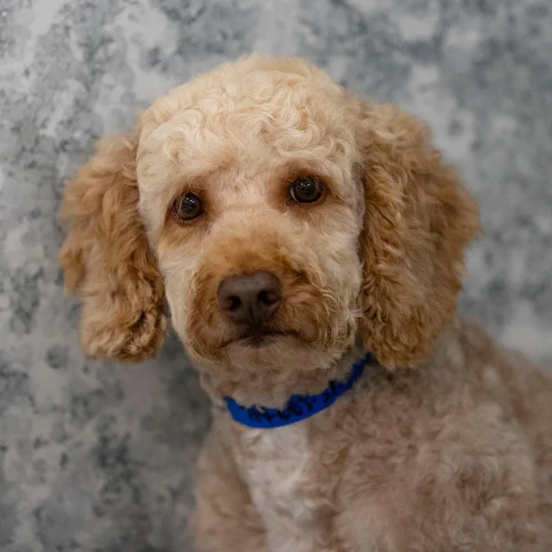 An adult small-sized male Golden Poodle dog named Everett for adoption in Peyton, CO