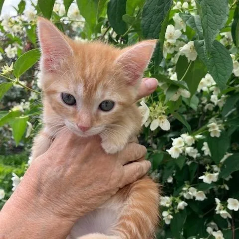 A baby small-sized female Orange / Red Domestic Short Hair cat named Mint for adoption in Enfield, NH