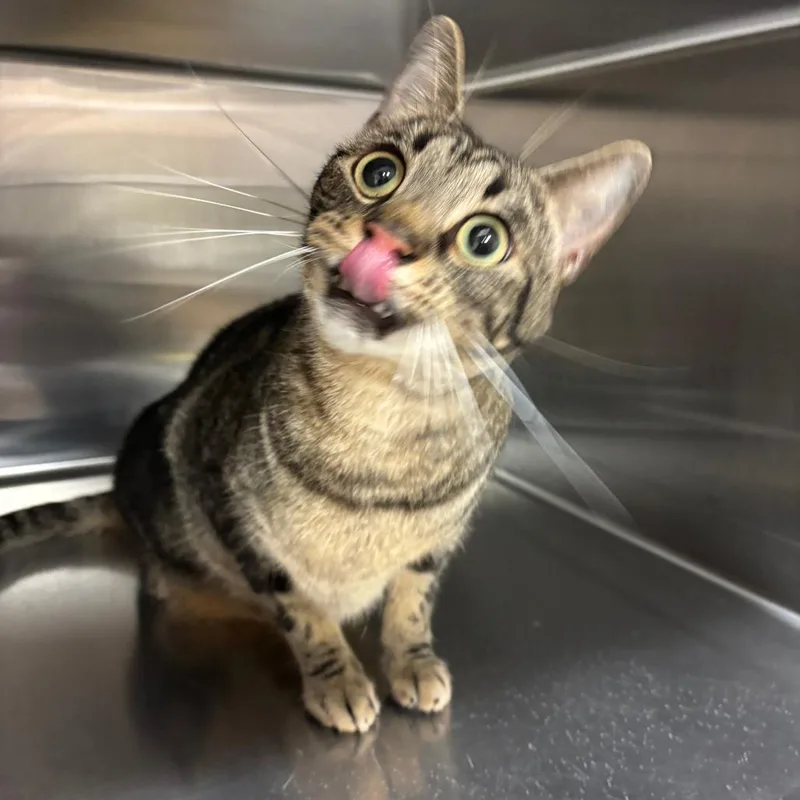 An adult large-sized male Brown / Chocolate Domestic Short Hair cat named Rambo for adoption in Ottawa, KS