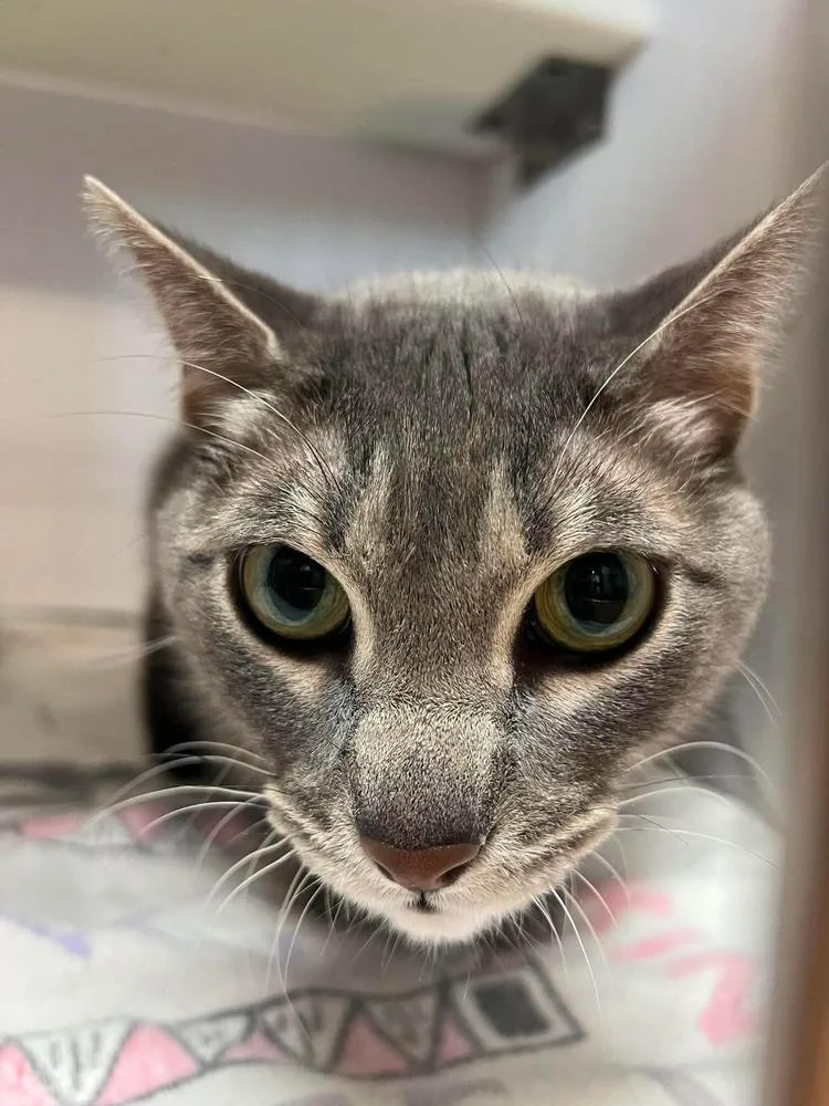 An adult small-sized female Domestic Short Hair cat named Precious for adoption in Bolivar, MO