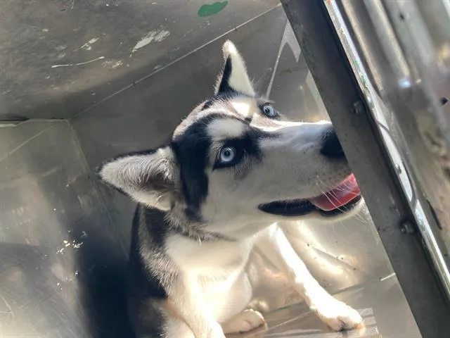 A young large-sized female Husky dog named Mishavita for adoption in Dallas, TX
