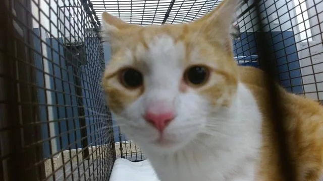 A young small-sized male Domestic Short Hair cat named Soul for adoption in Miami, FL