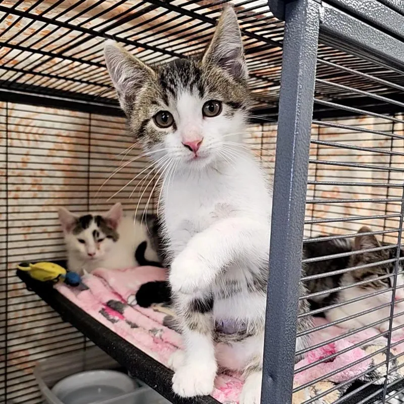A baby small-sized male Brown / Chocolate Domestic Short Hair cat named Clay for adoption in Monroe, MI