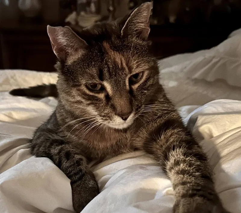 An adult medium-sized female Torbie Domestic Short Hair cat named Lala for adoption in Walla Walla, WA