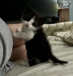 A baby small-sized male Domestic Short Hair cat named Coupon for adoption in Gainesville, FL