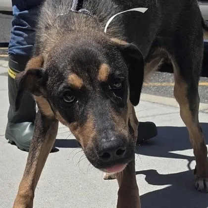 An adult medium-sized male Shepherd dog named Joshua Basset for adoption in Voorhees, NJ