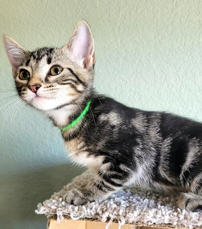 A baby medium-sized male Tabby (Gray / Blue / Silver) Tabby cat named Mochachino for adoption in Bentonville, AR
