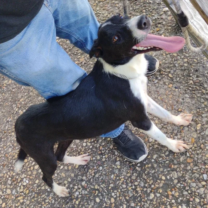 Denver P thumbnail 2