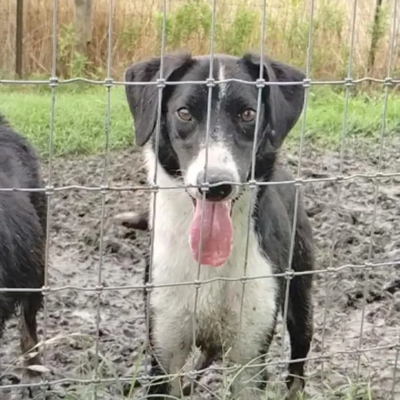 Denver P thumbnail 3