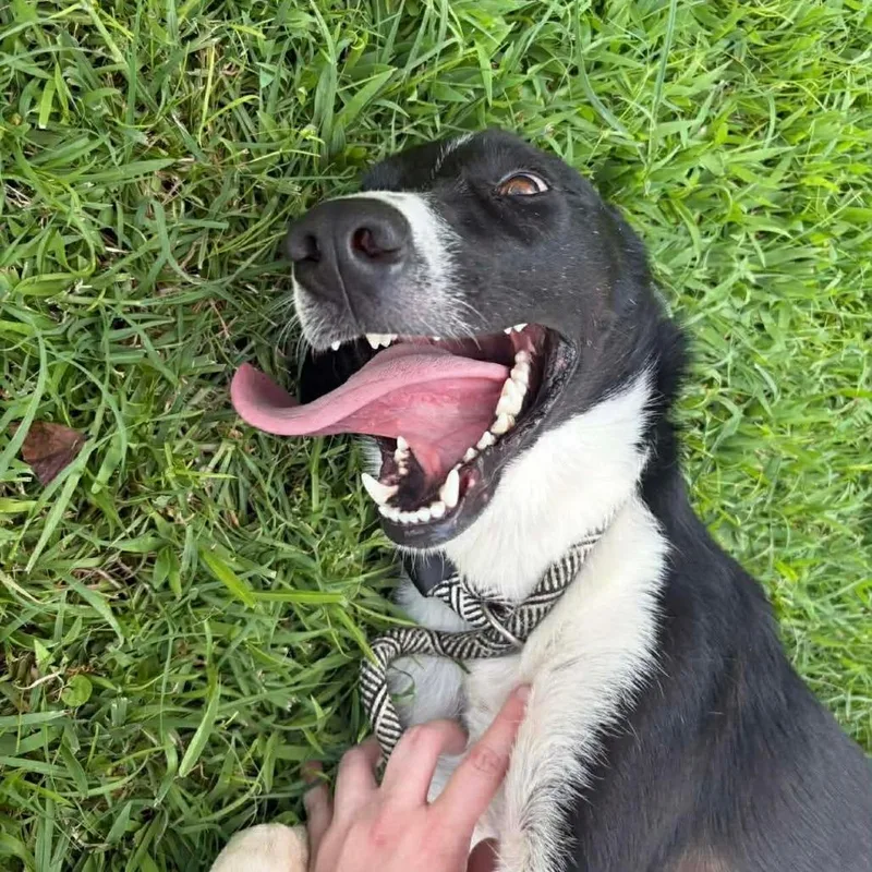 Denver P thumbnail 4