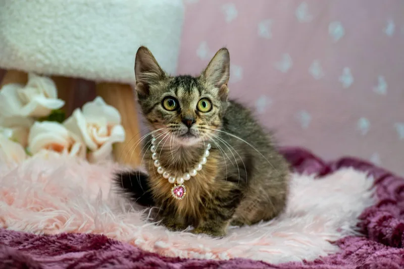 A baby small-sized female Tortoiseshell Domestic Short Hair cat named Jenny for adoption in Sevierville, TN