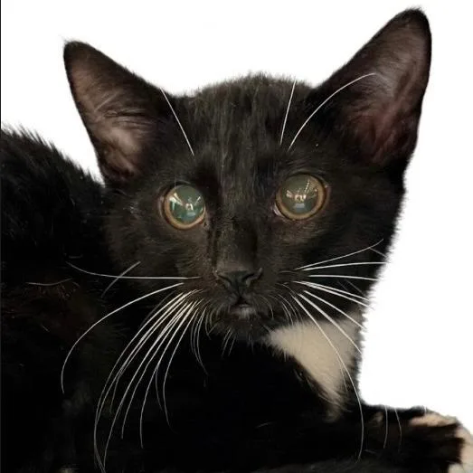 A baby small-sized female Black Domestic Short Hair cat named Purrsia for adoption in New Port Richey, FL
