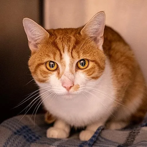 An adult medium-sized male Orange / Red Domestic Short Hair cat named Bubba for adoption in Brockton, MA