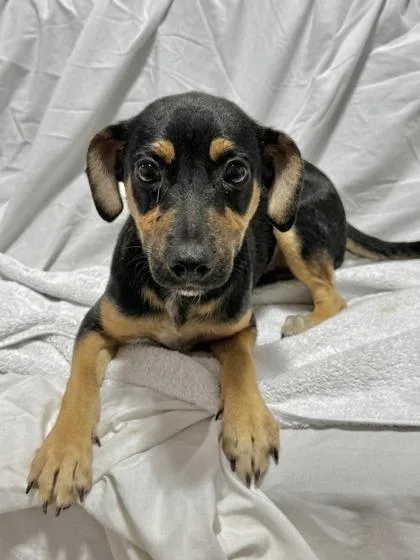 A baby medium-sized male Mixed Breed dog named Christian for adoption in West Chester, PA