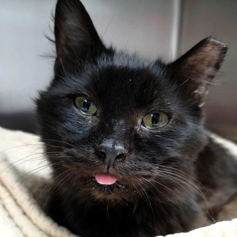 An adult small-sized male Black Domestic Short Hair cat named Larry for adoption in Michigan City, IN