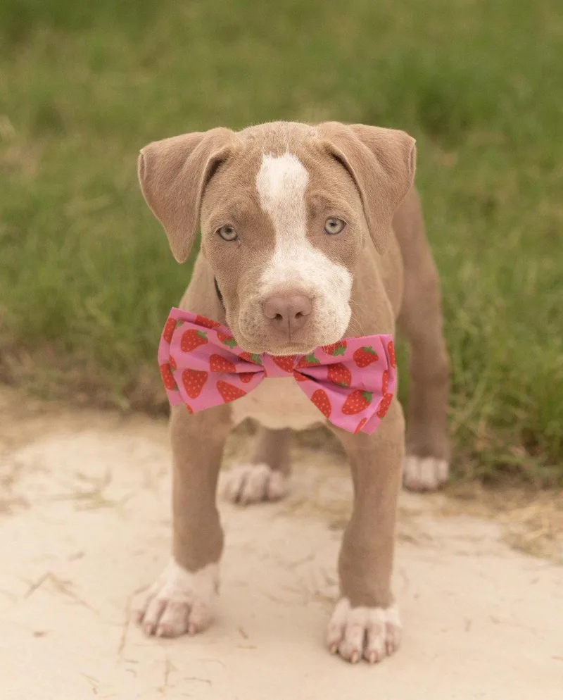 Missy Mae
