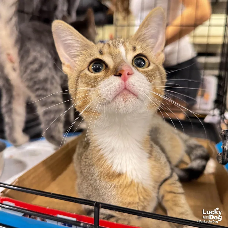 A baby medium-sized female Domestic Short Hair cat named Scarlett for adoption in Washington, DC
