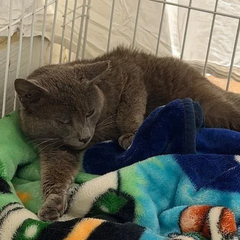 An adult medium-sized male Domestic Short Hair cat named Sebastian for adoption in Cumming, GA