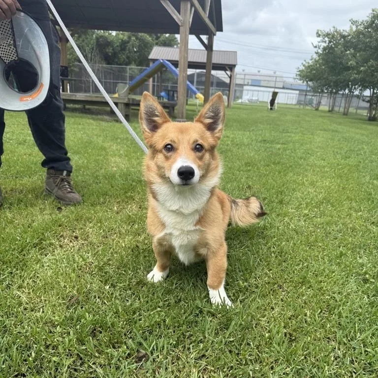 Bruno
